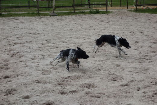 zwei spielende Vorstehhunde