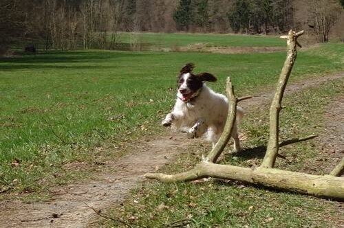 ein Hund springt über einen Ast