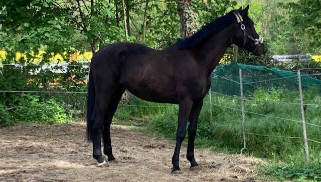 ein junges Warmblut (3 Jahre) steht auf dem Sandpaddock