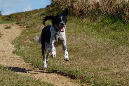 ein Hund rennt, die Ohren fliegen