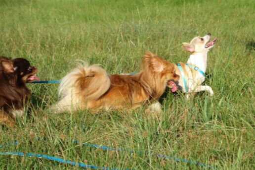 drei Chihuahuas laufen über hohes Gras