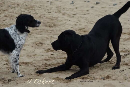 zwei spielende Hunde