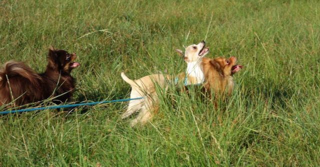 3 Chihuahuas rennen zu ihrem Menschen - die chronische Gastritis sieht man dem älteren Rüden nicht an