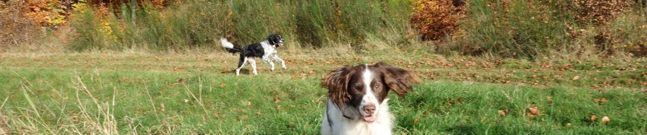 zwei Jagdhunde vor dem Herbstwald - der Münsterländer litt sein ganzes Leben lang immer wieder an stressbedingten Magenschleimhaut-Entzündungen