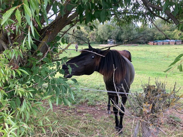 junges Pferd auf der Weide frisst Weidenblätter vom Baum