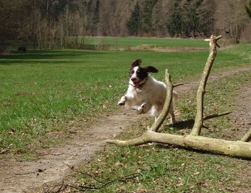 ein Münsterländer-Rüde mit 15 Jahren springt über einen Ast - er könnte auch daneben entlang laufen, hat aber Spaß beim Springen