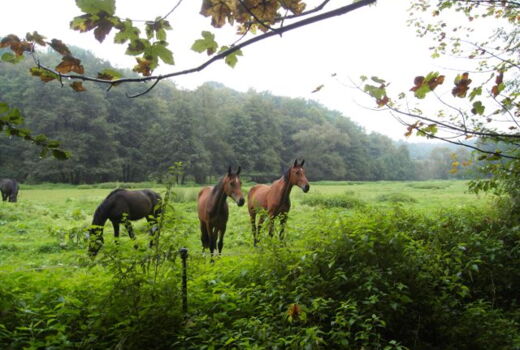 Pferdehuf einer Wald am Waldrand