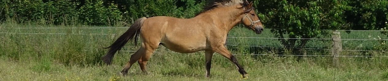 Fordpferd galoppiert über die Weide