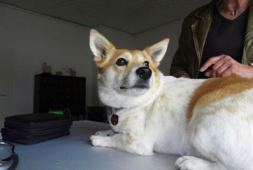 Corgie-Mix mit nachgewiesener IBD