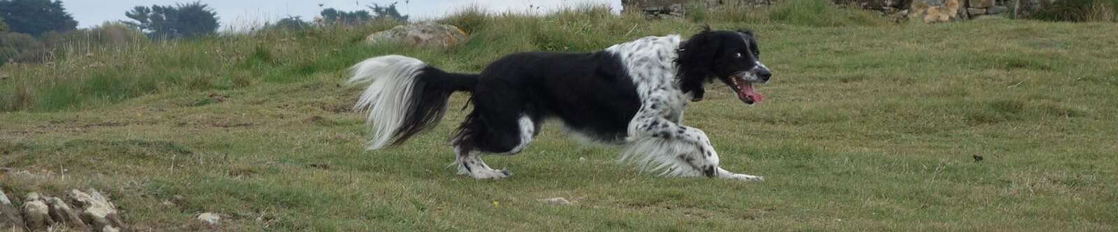 Setter-Tierschutzhund im Freilauf