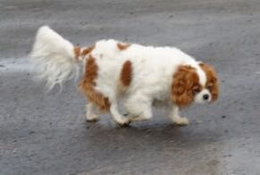 ein Cavalier-King-Charles-Spaniel