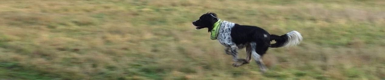 ein Setter läuft mit voller Geschwindigkeit über das Feld - das geht nur ohne Schmerzen