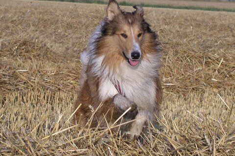 erwachsener Collie im Galopp