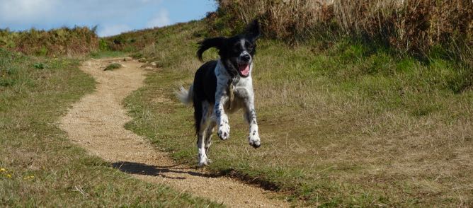 ein Hund rennt, die Ohren fliegen